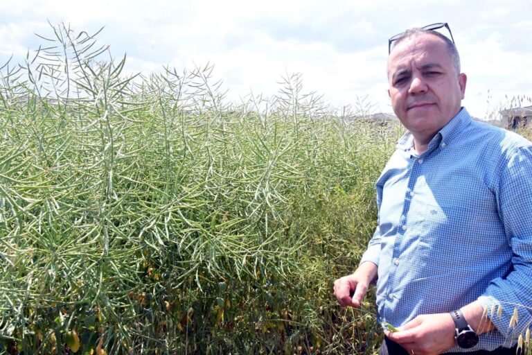 Prof. Dr. Sağlam: Kanola tarlalarında görülen tırtılda salgın yok | Çorlu’da Haber