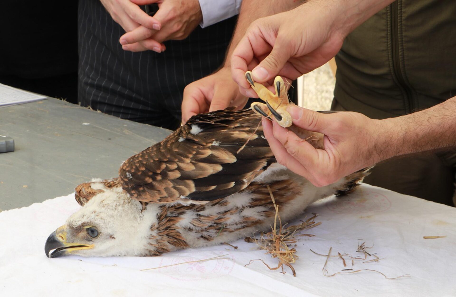 Trakya’da şah kartal ile leylekler için ‘halkalama’ çalışması | Çorlu’da Haber Trakya’da şah kartal ile leylekler için ‘halkalama’ çalışması | Çorlu’da Haber