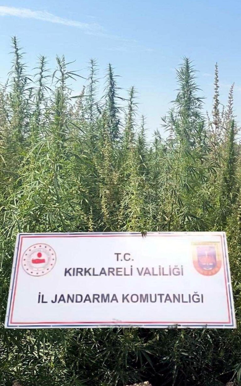 Kırklareli’de 102 bin kök kenevir ele geçirildi
