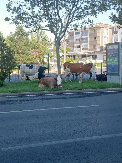 Kazalara Davetiye Çıkardı