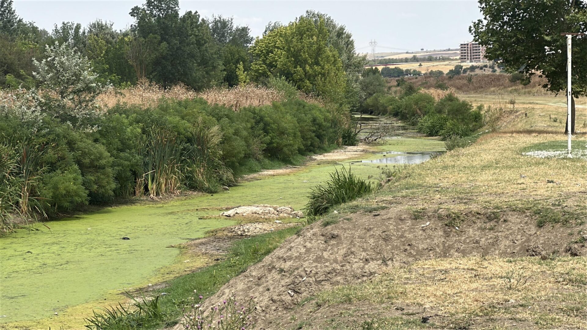 Edirne’de ayçiçeğini kuraklık vurdu / Ek fotoğraflar Edirne’de ayçiçeğini kuraklık vurdu / Ek fotoğraflar