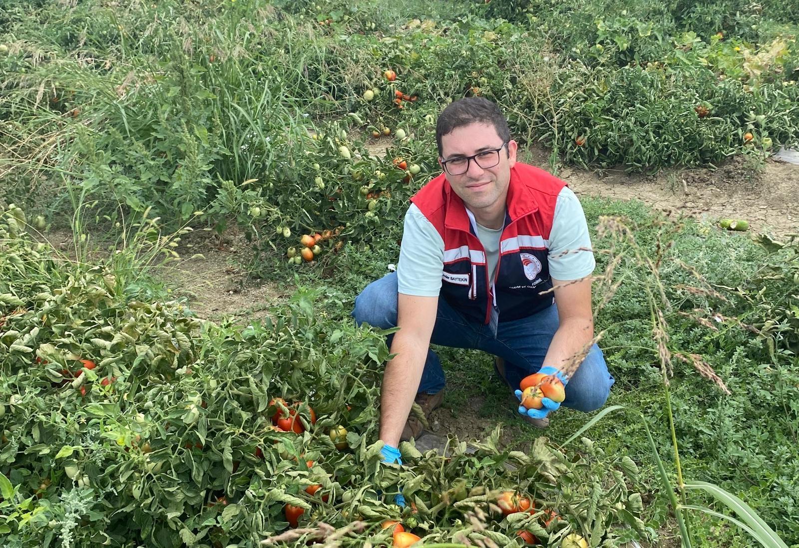 Edirne’de üretilen domateslerde hasat öncesi pestisit denetimi Edirne’de üretilen domateslerde hasat öncesi pestisit denetimi