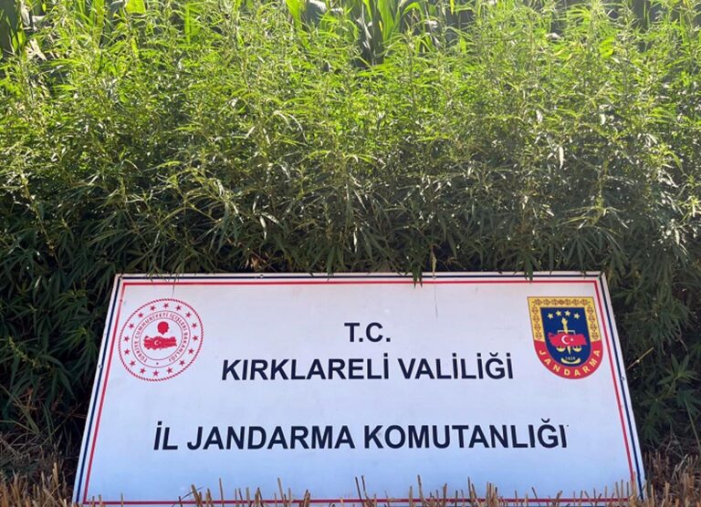 Kırklareli’de 754 bin kök Hint keneviri ele geçirildi