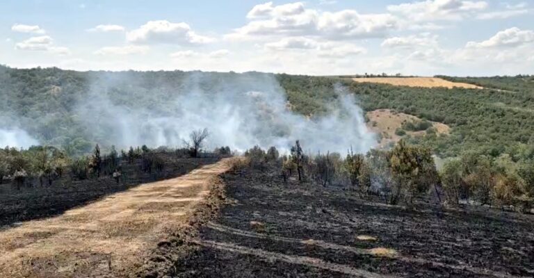 Tekirdağ’da çıkan orman yangını, 1 saatte kontrol altına alındı | Çorlu’da Haber