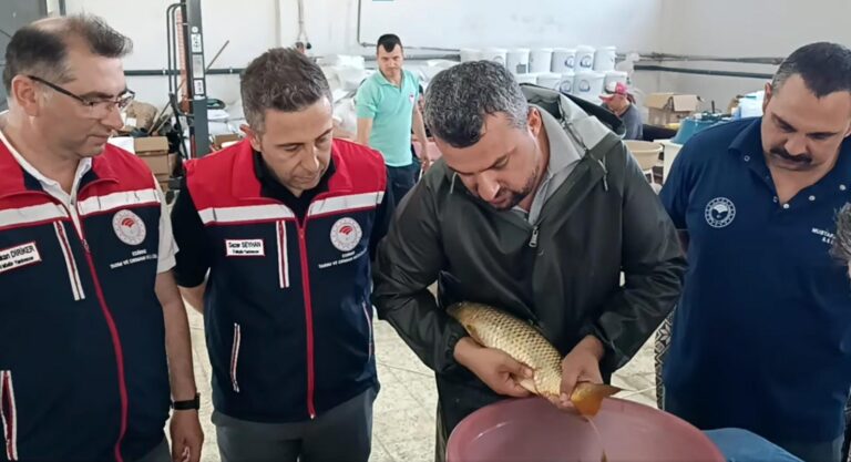 Edirne’de bu yıl 10.5 milyon sazan balığı yavrusu üretildi