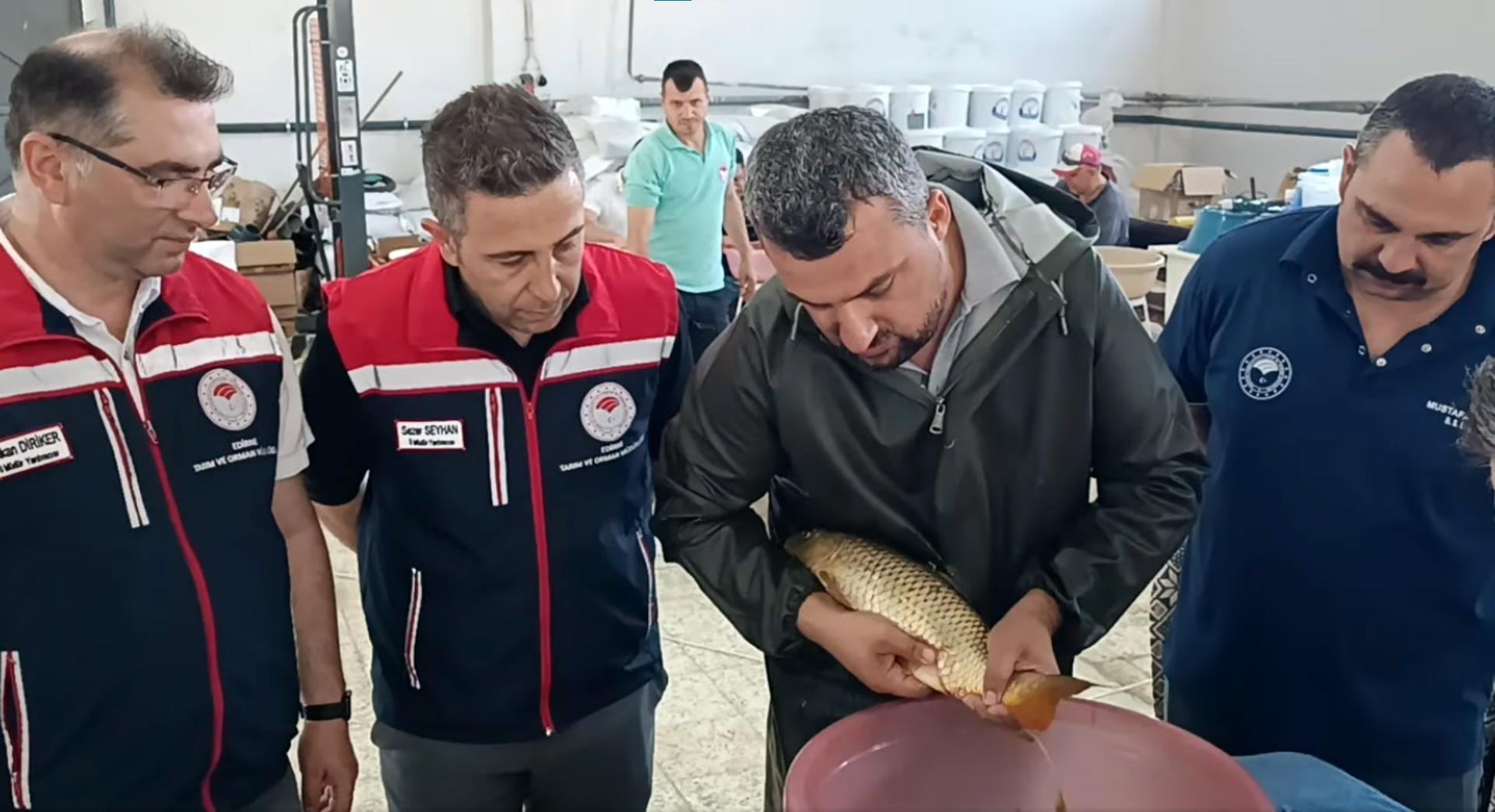 Edirne’de bu yıl 10.5 milyon sazan balığı yavrusu üretildi Edirne’de bu yıl 10.5 milyon sazan balığı yavrusu üretildi