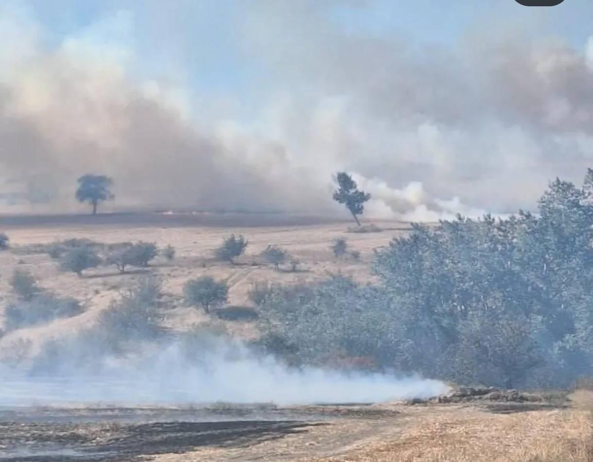 Edirne’de buğday tarlasından ağaçlara sıçrayan yangın söndürüldü Edirne’de buğday tarlasından ağaçlara sıçrayan yangın söndürüldü