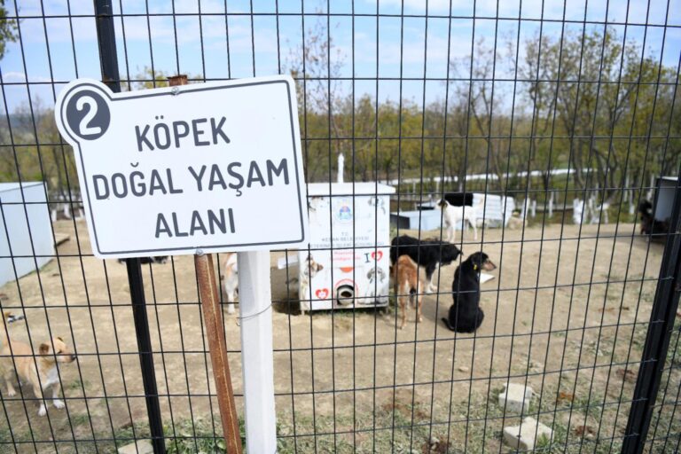 Edirne’de sokak hayvanları için oluşturulan ‘doğal yaşam alanı’nda çalışmalar sürüyor