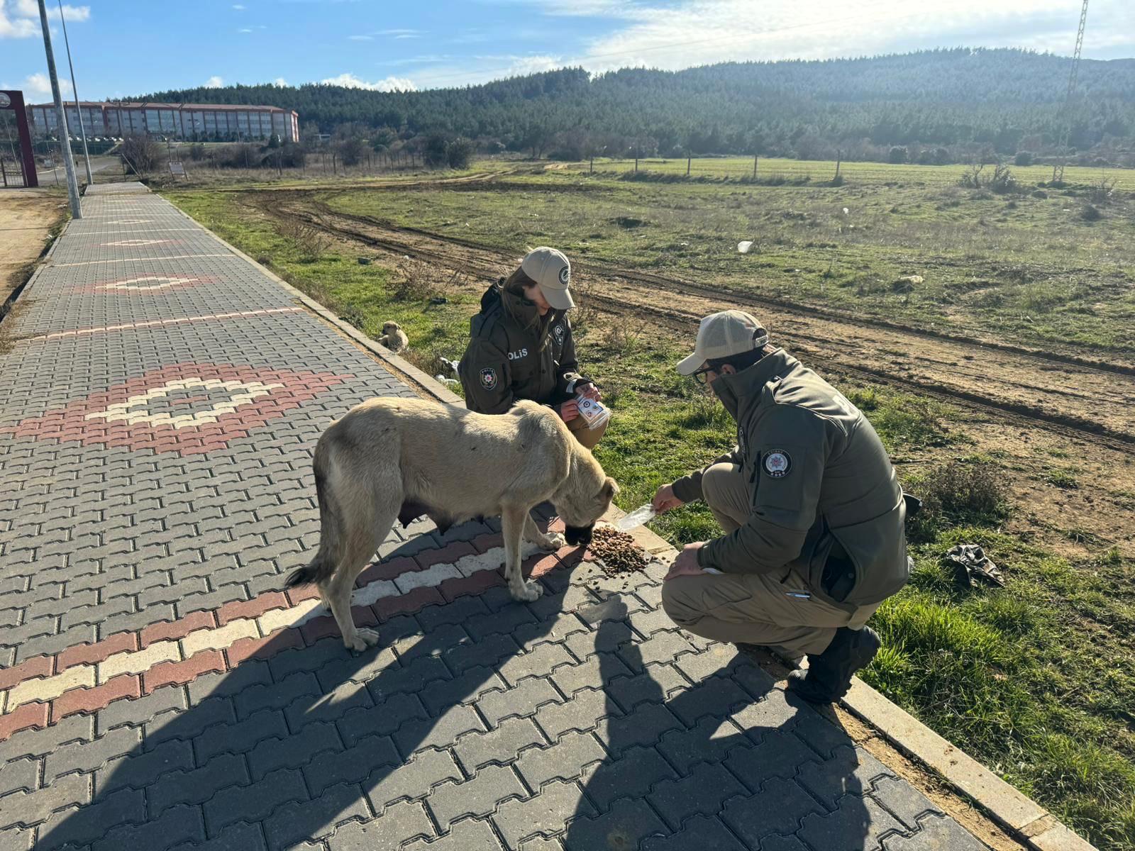 HAYDİ ekipleri, sokak hayvanları için mama bıraktı HAYDİ ekipleri, sokak hayvanları için mama bıraktı