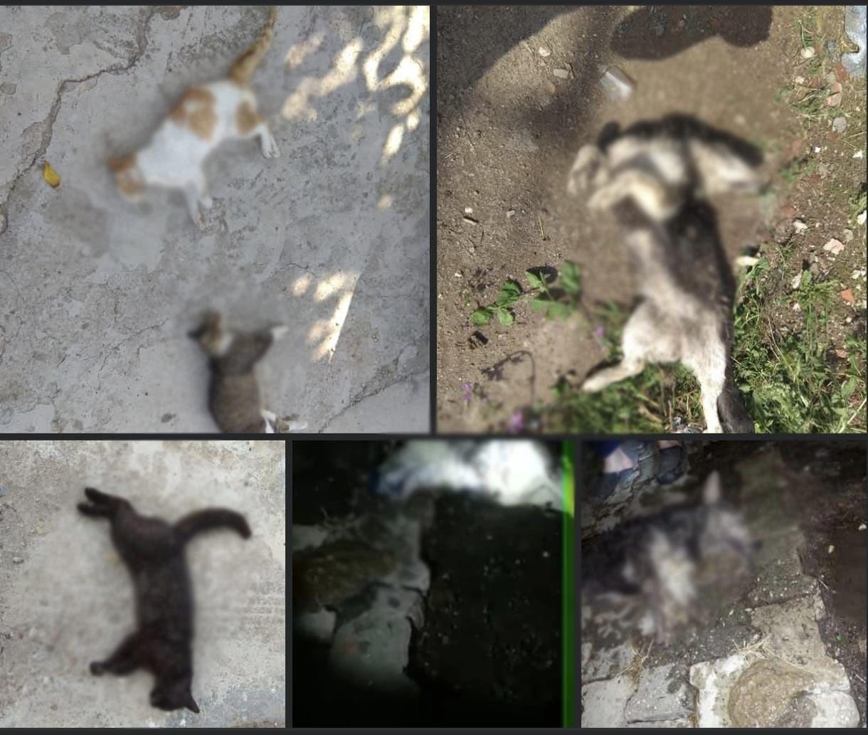 Kedi Katliamı: 100’den Fazla Kedi Şüpheli Şekilde Öldü Kedi Katliamı: 100’den Fazla Kedi Şüpheli Şekilde Öldü