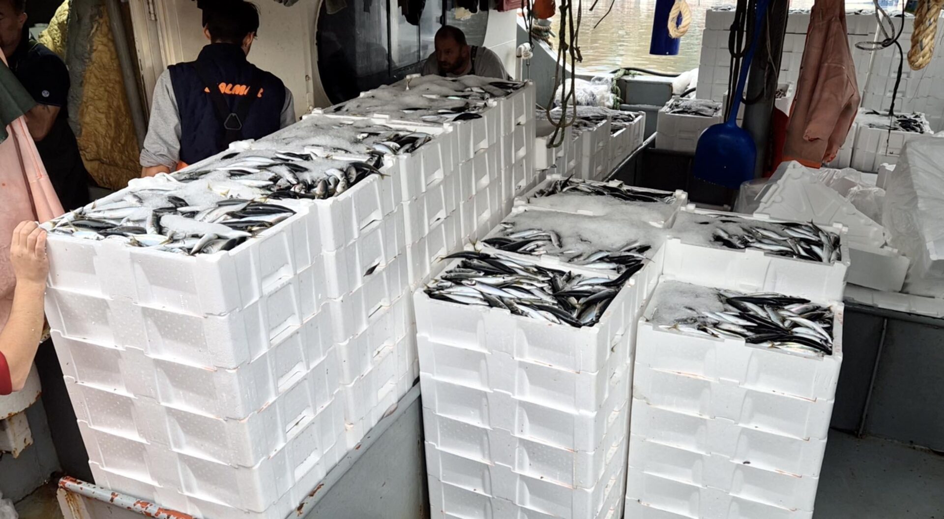 Marmara’da lodos dindi; Tekirdağlı balıkçılar, 600 kasa balık avladı | Çorlu’da Haber Marmara’da lodos dindi; Tekirdağlı balıkçılar, 600 kasa balık avladı | Çorlu’da Haber