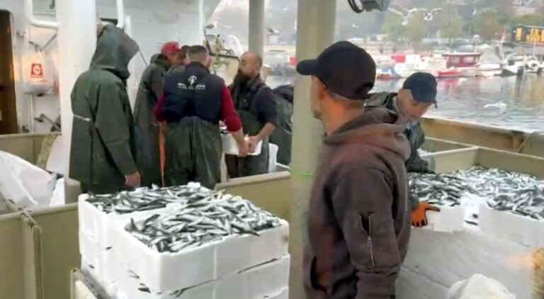Tekirdağ’da balıkçılar denizden kasalar dolusu hamsi ve sardalyayla döndü | Çorlu’da Haber