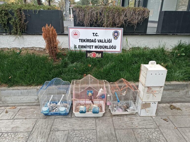 Tekirdağ’da yasa dışı yollarla getirilip üretimi yapılan 7 papağan ve 45 kumru ele geçirildi | Çorlu’da Haber