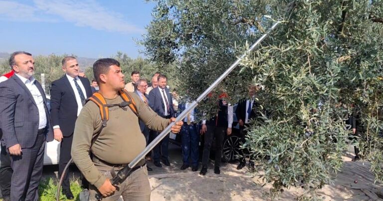 Tekirdağ’da zeytin hasat etkinliği düzenlendi | Çorlu’da Haber