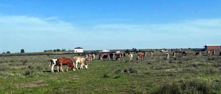 Tekirdağ’a kaçak getirilen 9 büyükbaş hayvan kesime gönderildi | Çorlu’da Haber