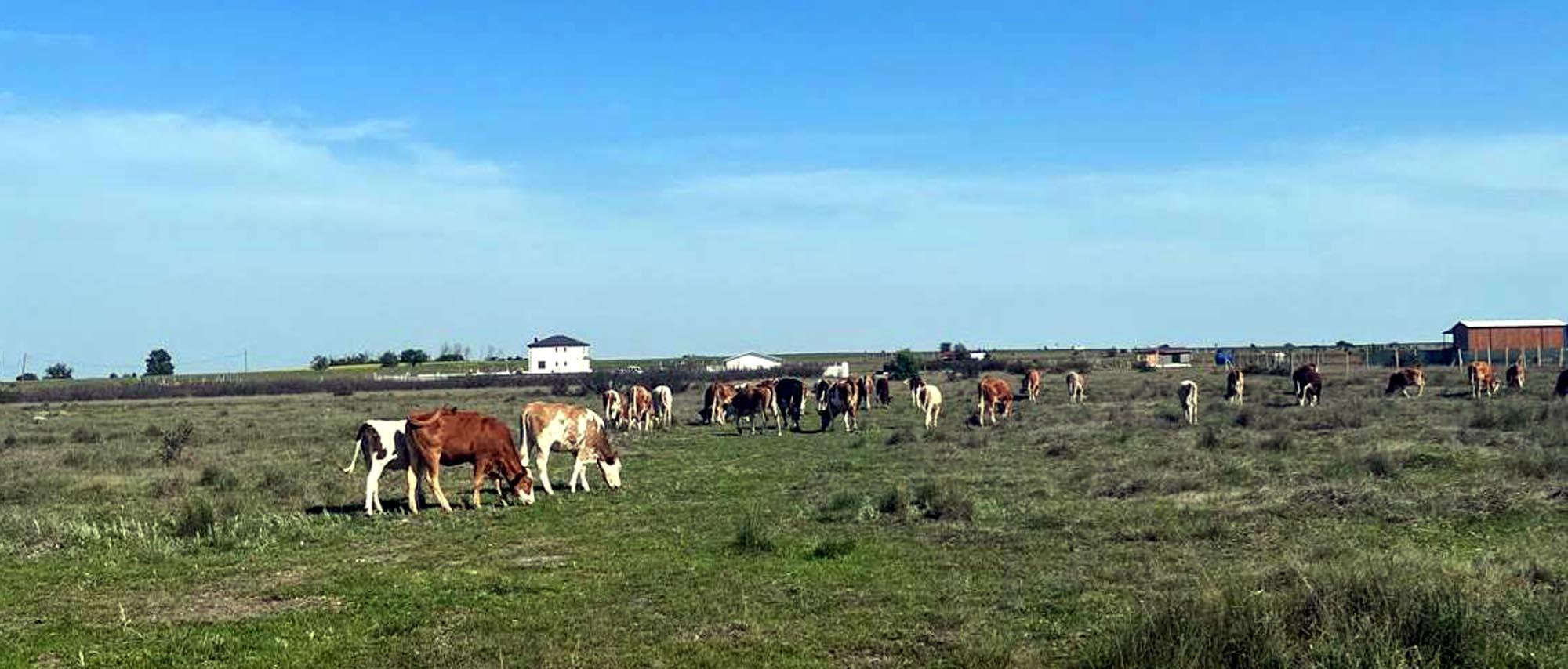 Tekirdağ’a kaçak getirilen 9 büyükbaş hayvan kesime gönderildi | Çorlu’da Haber Tekirdağ’a kaçak getirilen 9 büyükbaş hayvan kesime gönderildi | Çorlu’da Haber