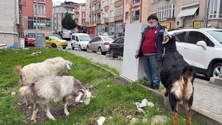 Yürüyüşe Beraber Çıktığı Keçileri, İlgi Odağı Oldu