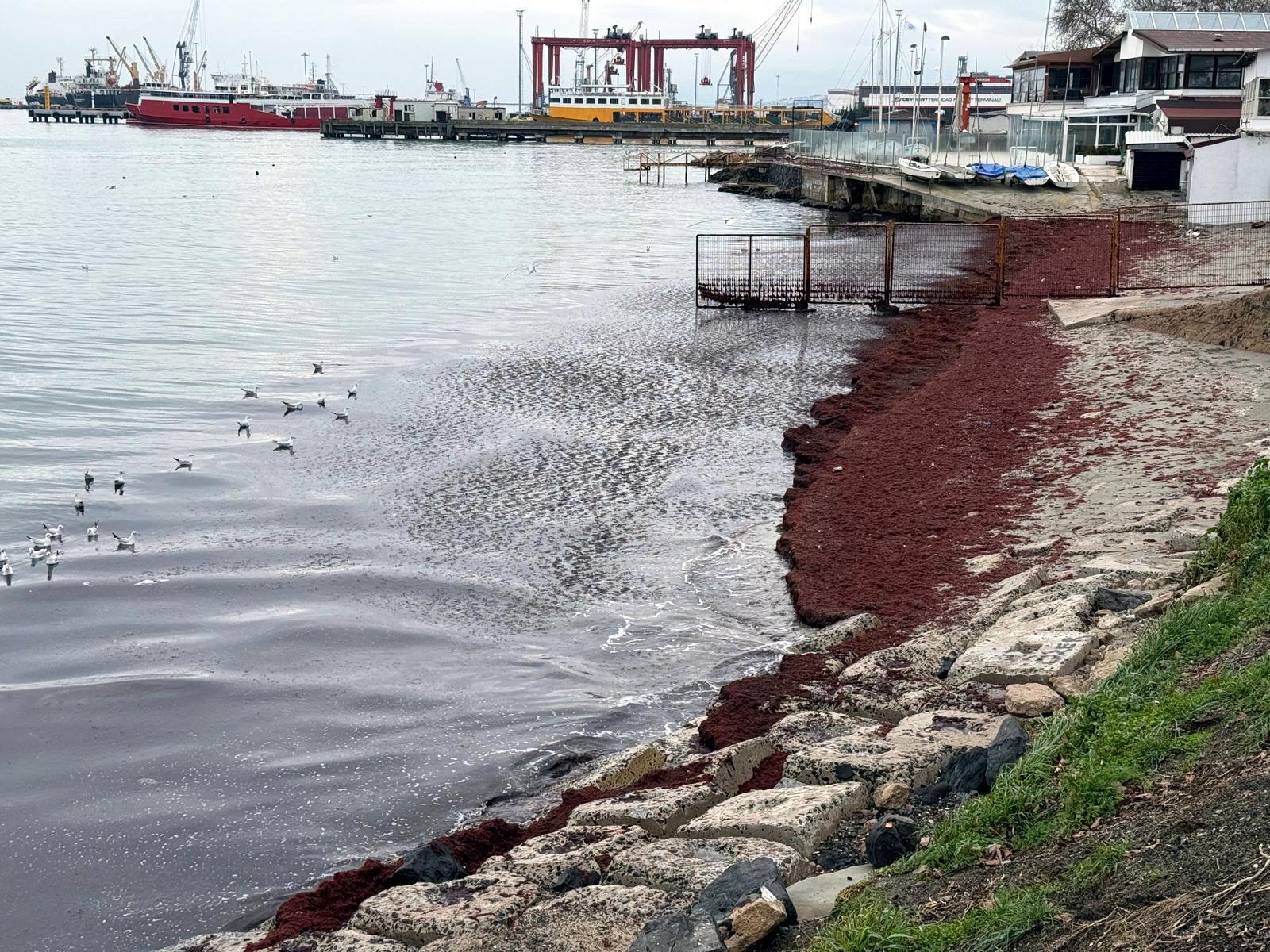 Tekirdağ’da deniz kıyıları kırmızı renge büründü Tekirdağ’da deniz kıyıları kırmızı renge büründü