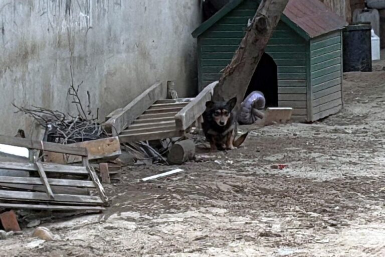 Pitbull’un Saldırdığı ‘Reis’ İsimli Köpek, Ağır Yaralandı