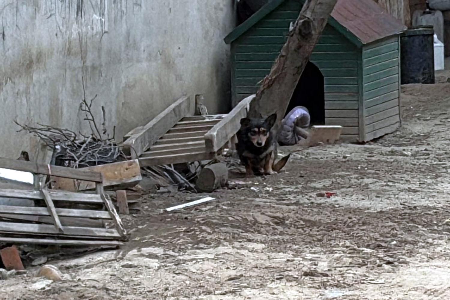 Pitbull’un Saldırdığı ‘Reis’ İsimli Köpek, Ağır Yaralandı Pitbull’un Saldırdığı ‘Reis’ İsimli Köpek, Ağır Yaralandı