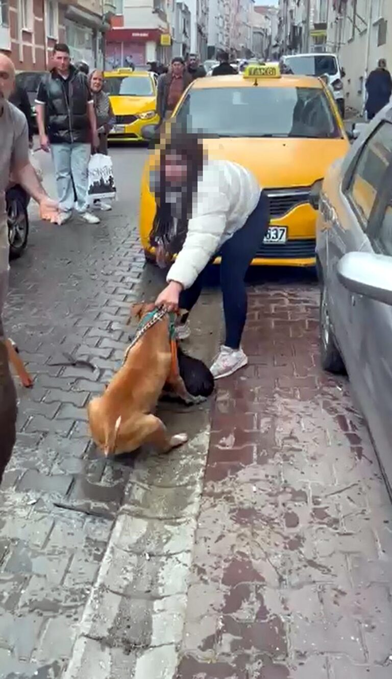 Saldırdığı köpeği ağır yaralayan Pitbull’a el konuldu, sahibine 95 bin lira ceza uygulandı