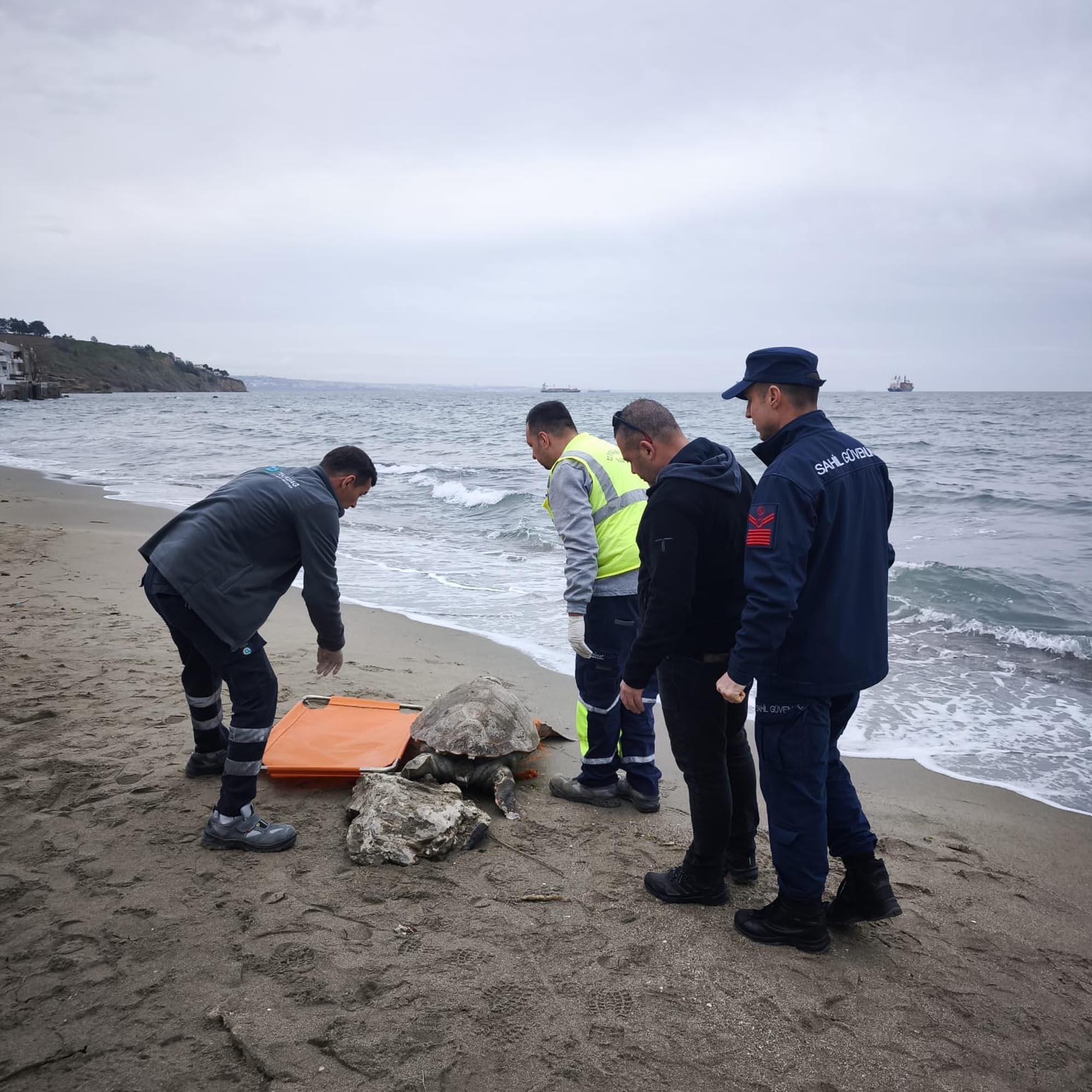 Tekirdağ’da ölü caretta caretta kıyıya vurdu Tekirdağ’da ölü caretta caretta kıyıya vurdu