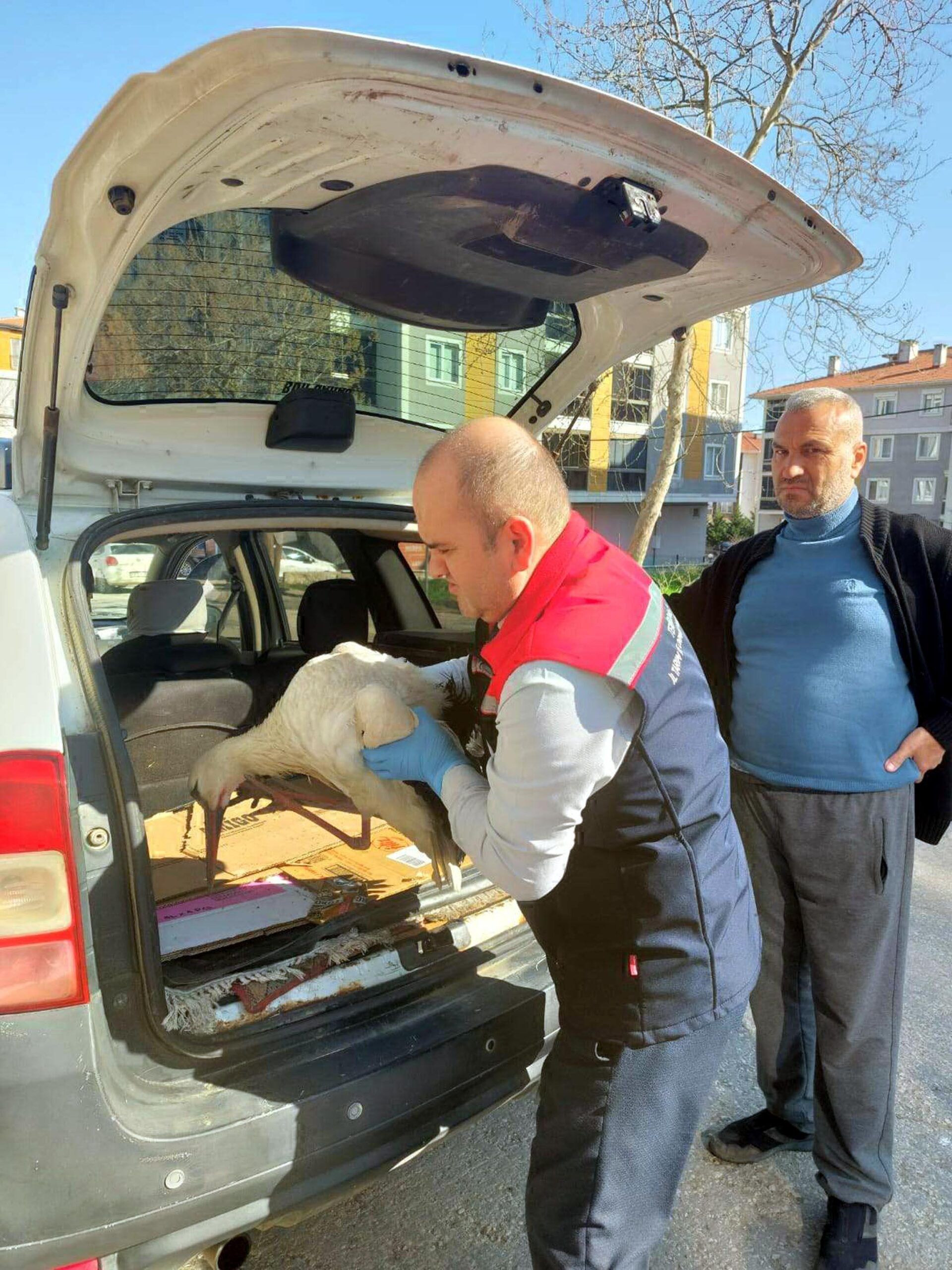 Yaralı bulduğu leyleği yetkililere teslim etti Yaralı bulduğu leyleği yetkililere teslim etti