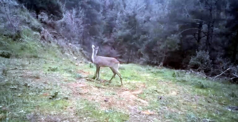 Ganos Dağı’nda karaca ve domuz sürüsü görüntülendi