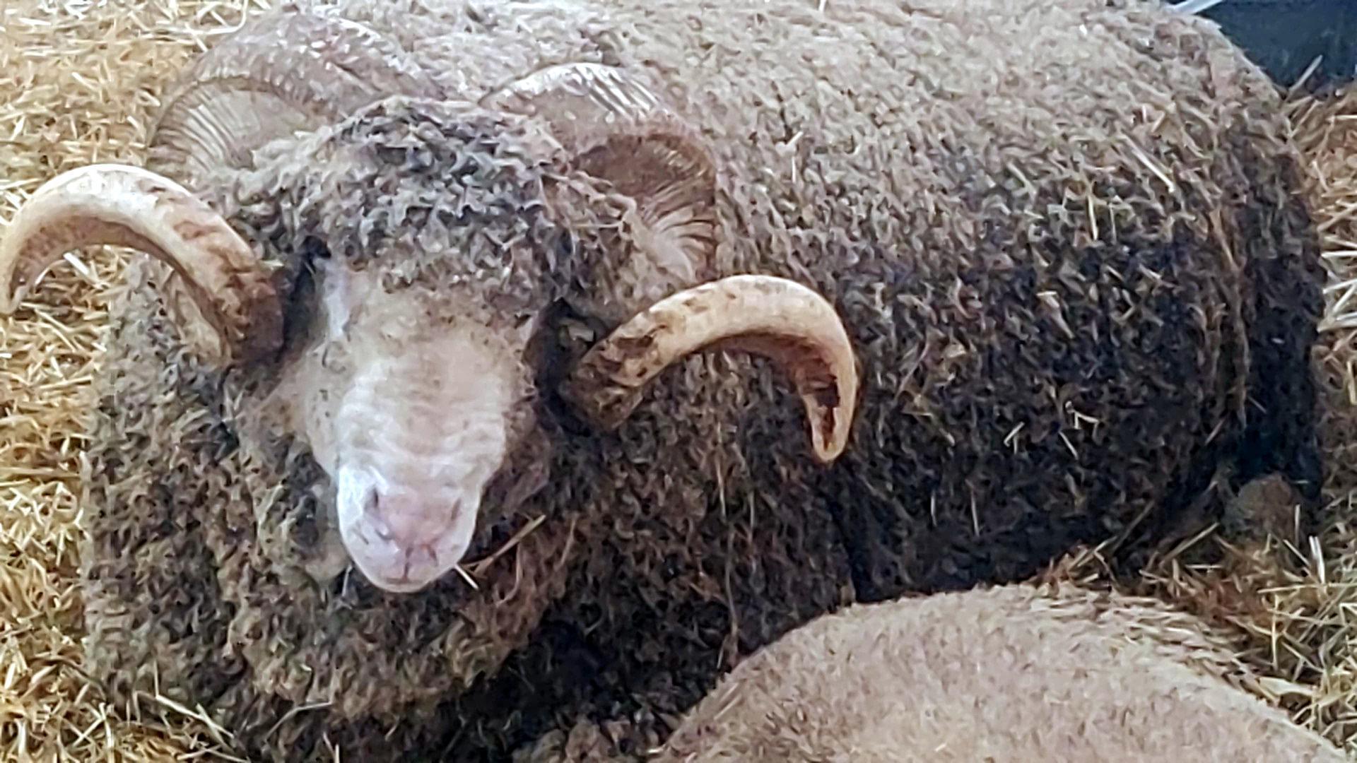 Malkara’da koç güzellik yarışmasının kazanını ‘Şakir’ oldu_69d246448e1ba.jpeg