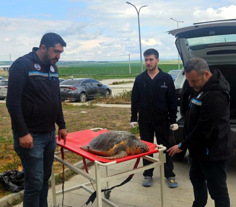 Tekirdağ’da balıkçıların ağına ölü caretta takıldı