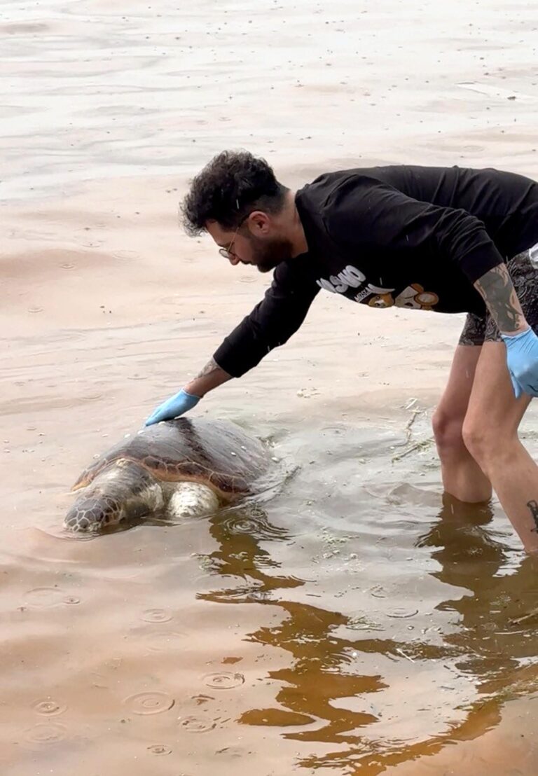 Tekirdağ’da ölü caretta caretta kıyıya vurdu