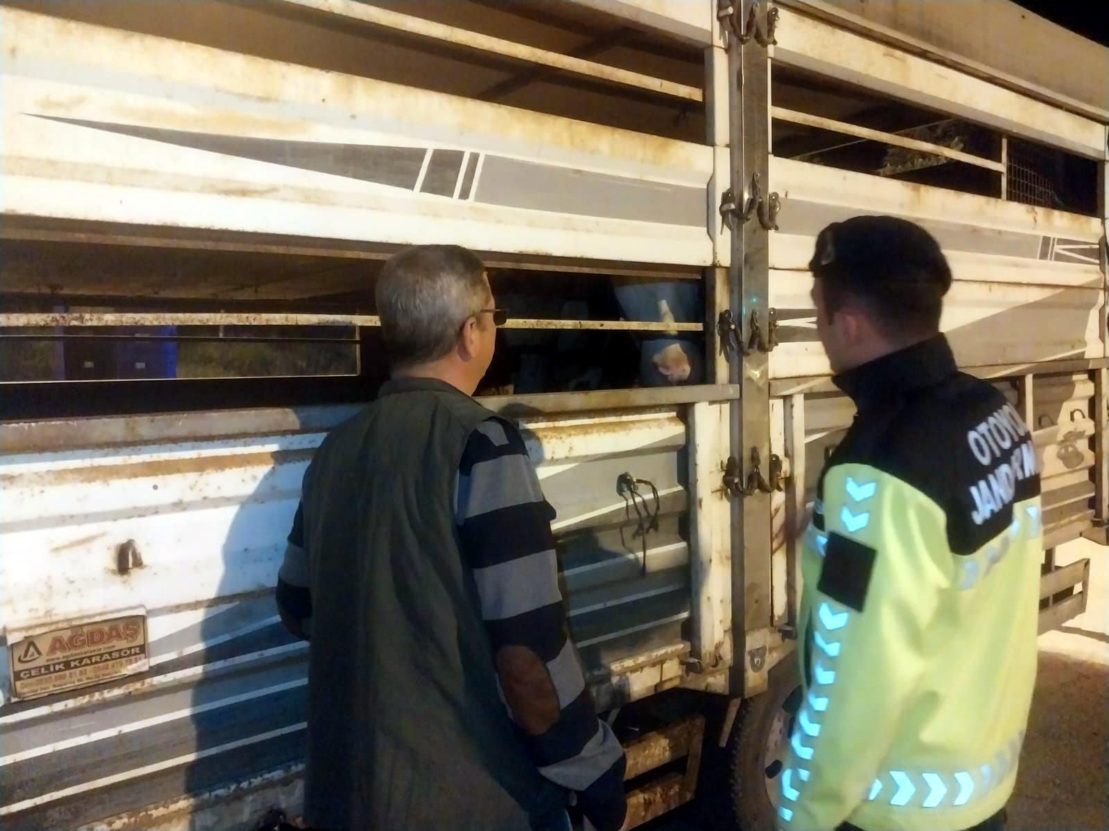 Belgesiz ve sağlık raporu olmayan büyükbaş taşıyan sürücüye 42 bin 86 lira ceza Belgesiz ve sağlık raporu olmayan büyükbaş taşıyan sürücüye 42 bin 86 lira ceza