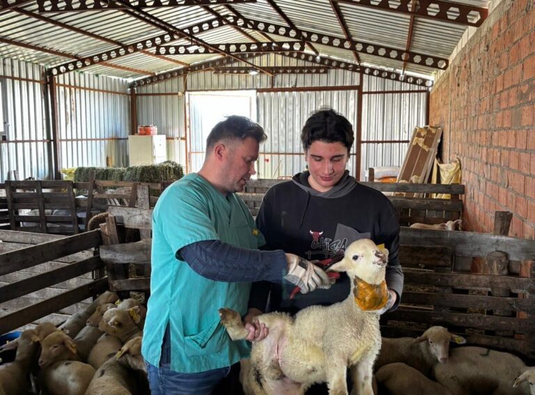 Edirne’de küçükbaş hayvanların küpeleme ve aşılama çalışmaları devam ediyor