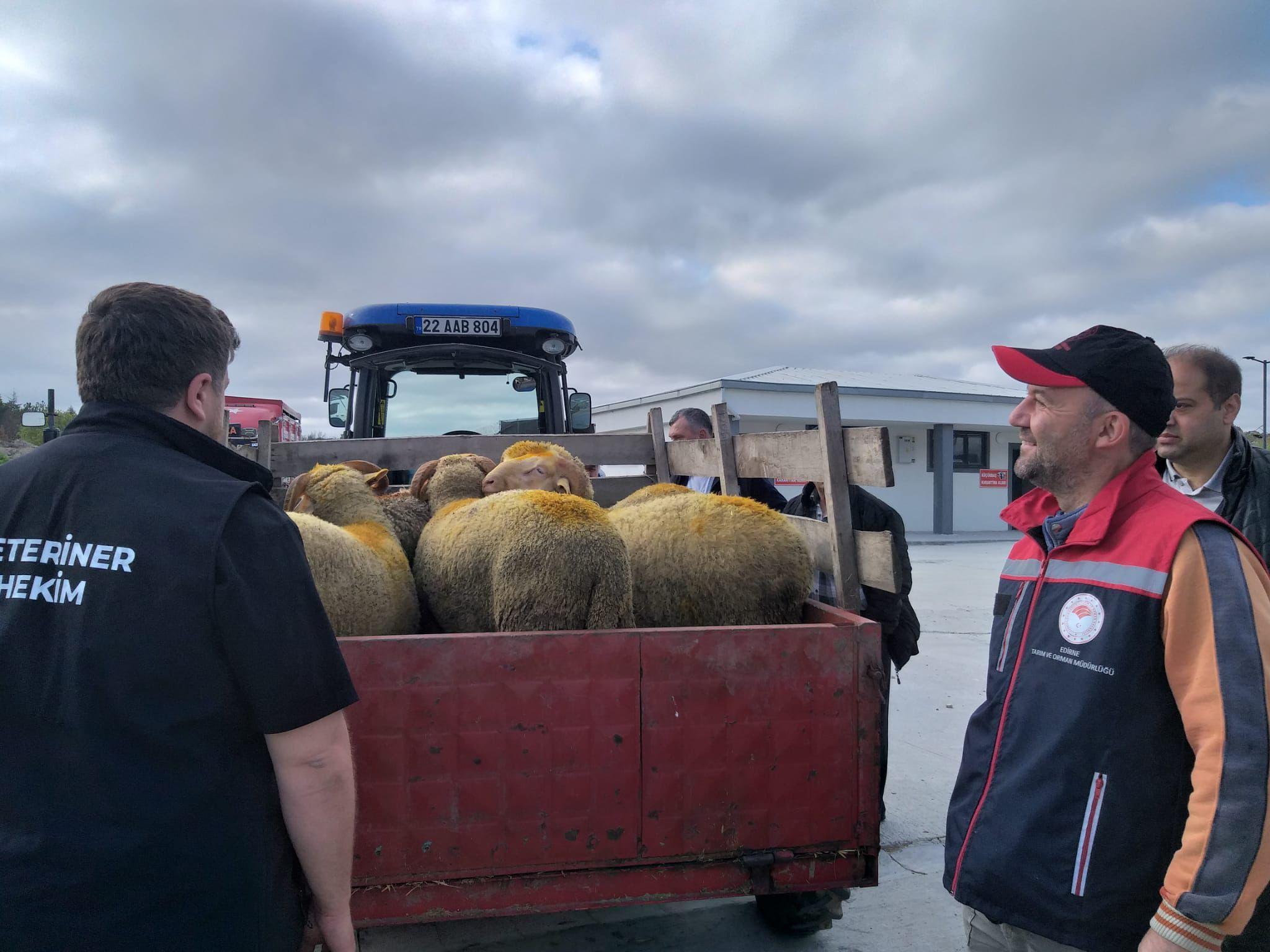 Edirne’de, Kurban Bayramı öncesi denetimler sıklaştırıldı Edirne’de, Kurban Bayramı öncesi denetimler sıklaştırıldı