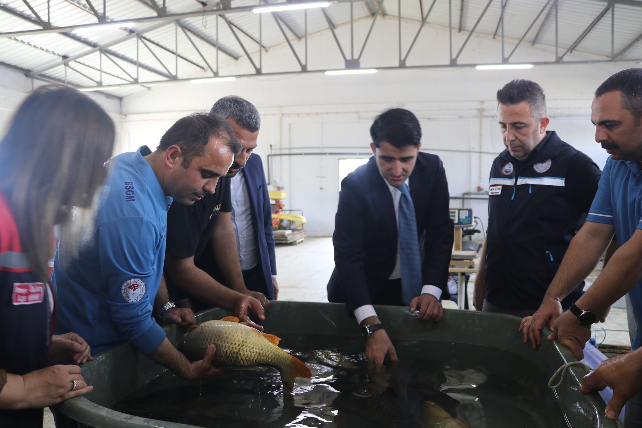 Edirne’de sazan balığı yavrusu üretimine başlandı Edirne’de sazan balığı yavrusu üretimine başlandı