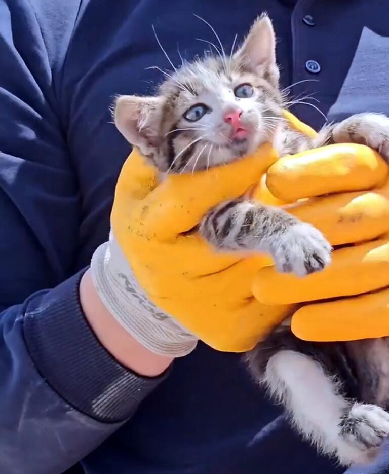 Otomobilin motoruna sıkışan yavru kedi, itfaiye tarafından kurtarıldı