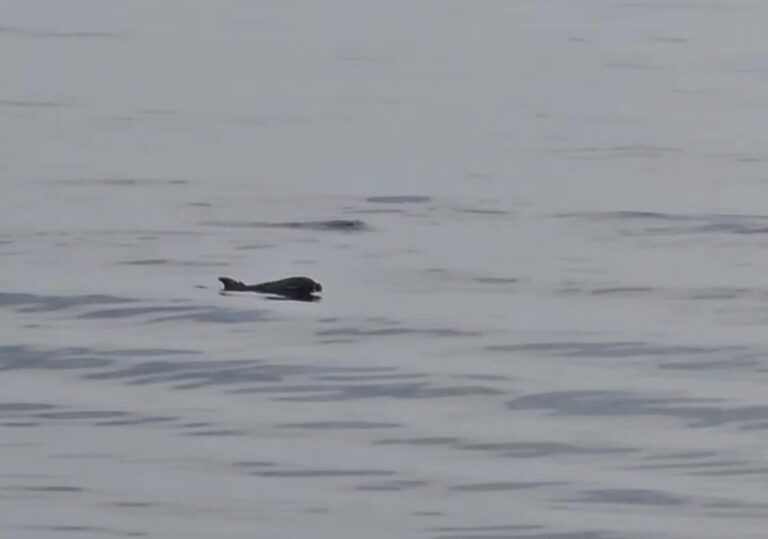 Tekirdağ açıklarında yunuslar görüntülendi