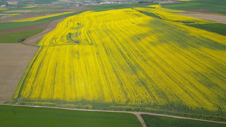 Tekirdağ’da buğday, arpa ve kanolada yüzde 30 verim artışı bekleniyor