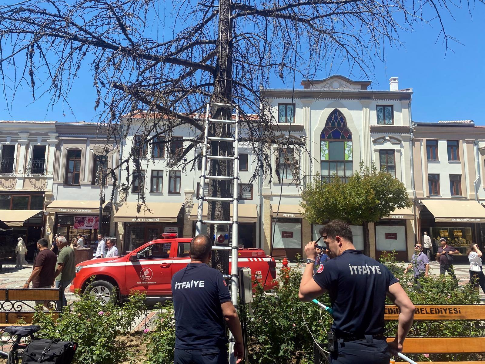 Edirne’de ağaçta mahsur kalan yavru kediyi, itfaiye kurtardı Edirne’de ağaçta mahsur kalan yavru kediyi, itfaiye kurtardı