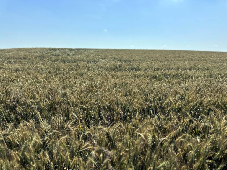 Edirne’de son yağışlarla buğdayda verim beklentisi arttı