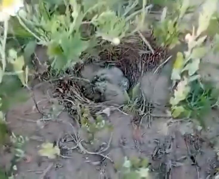 Şantiye sahasındaki kuş yuvasına dubalı önlem