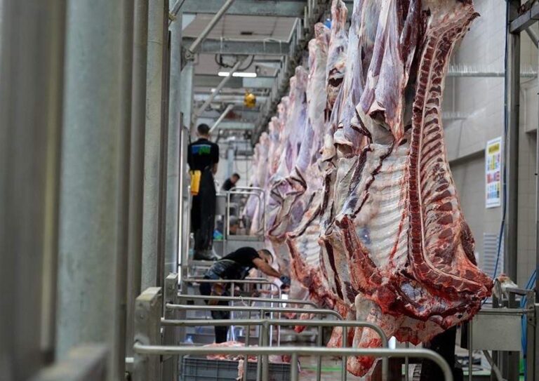 Tekirdağ Büyükşehir mezbahalarında 977 kurbanlık hayvanın kesimi gerçekleştirildi