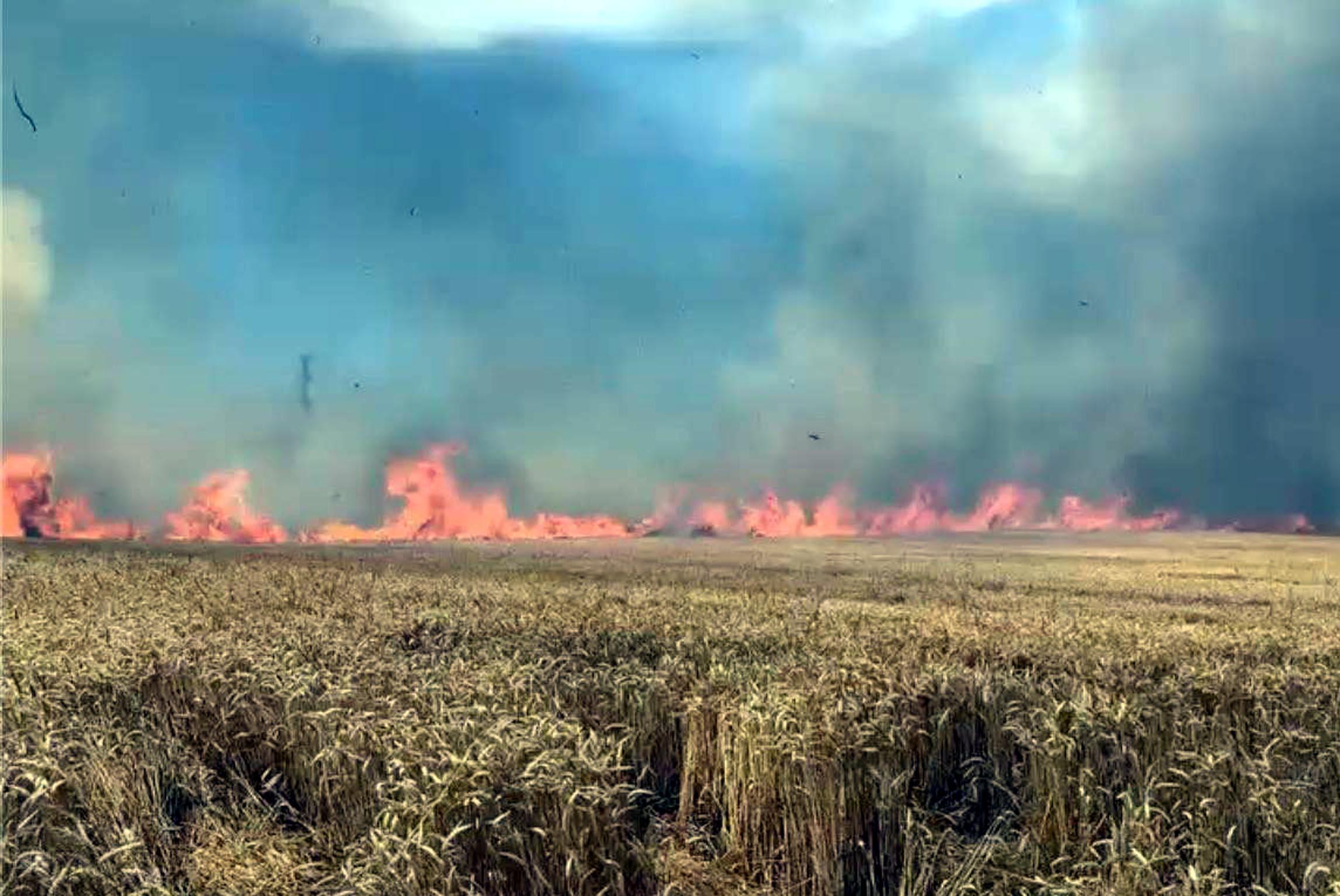 Tekirdağ’da 100 dekar buğday tarlası yandı Tekirdağ’da 100 dekar buğday tarlası yandı