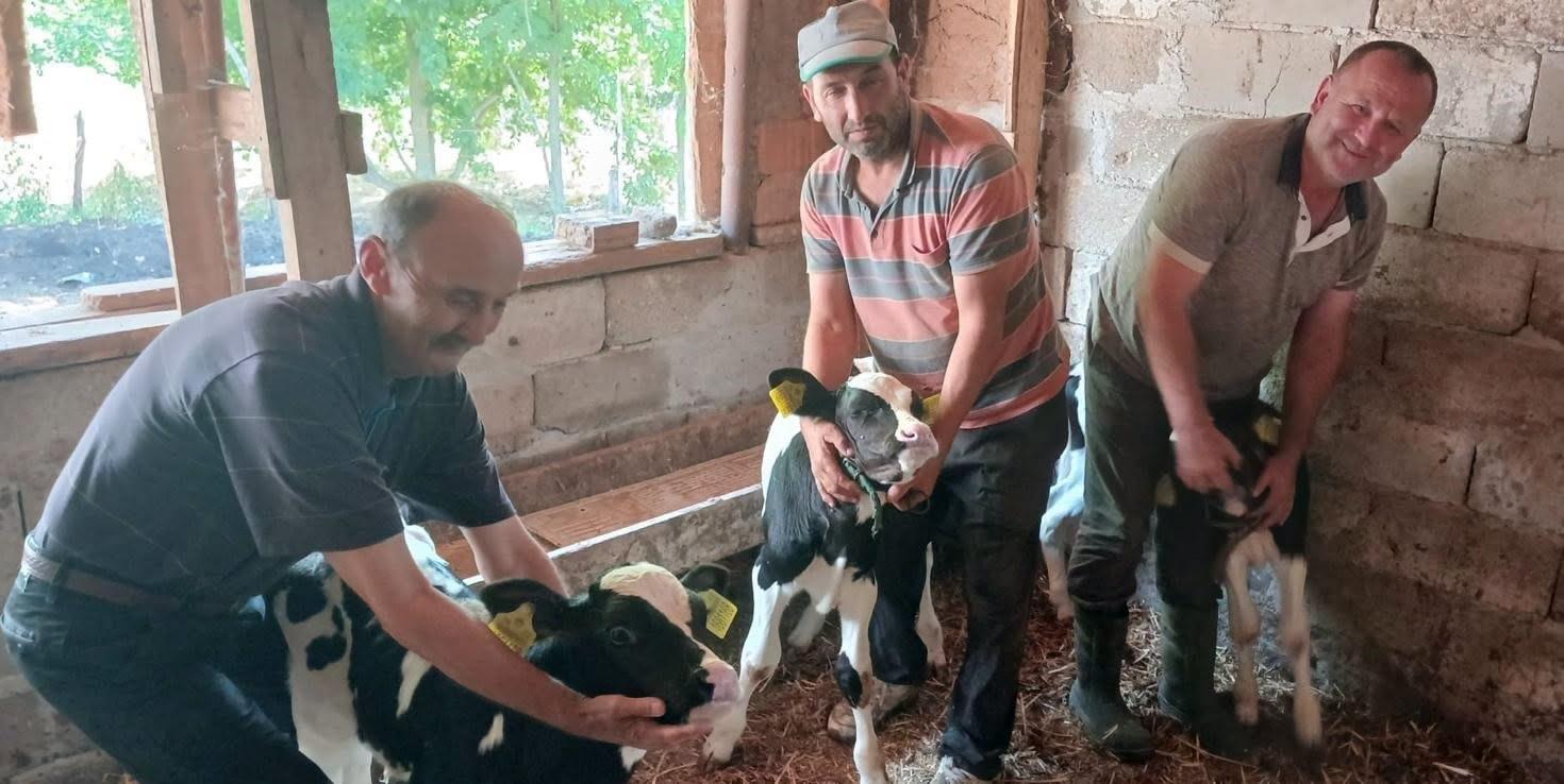 Edirne’de inek, üçüz doğurdu Edirne’de inek, üçüz doğurdu