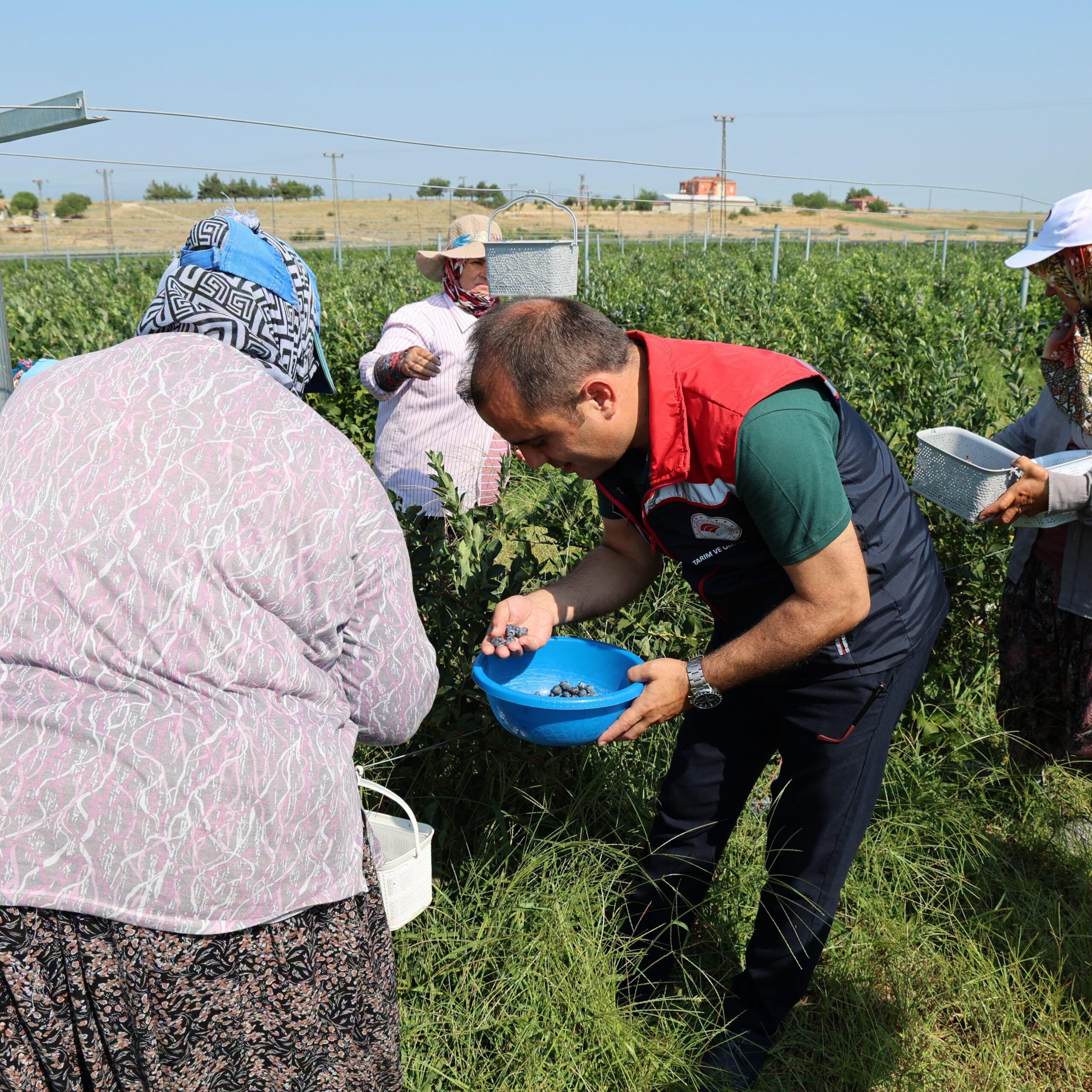 Edirne’de yaban mersini hasadı sürüyor Edirne’de yaban mersini hasadı sürüyor