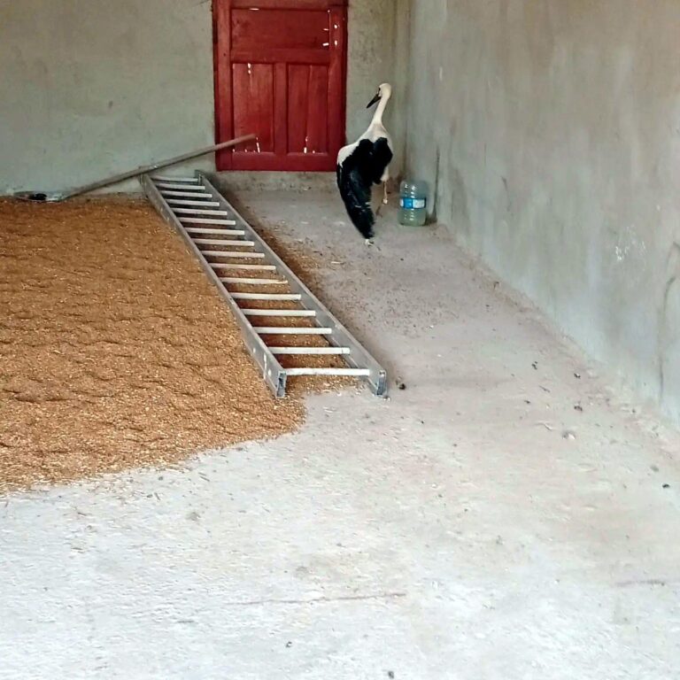 Edirne’de yaralı bulunan leylek, DKMP ekiplerine teslim edildi