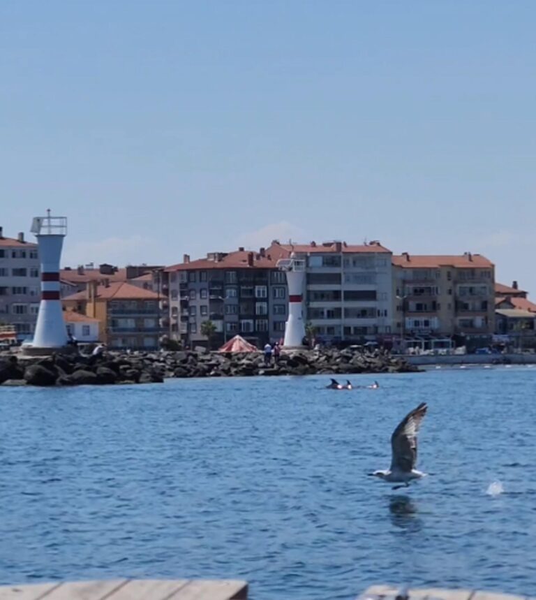 Tekirdağ açıklarında yunuslar görüntülendi