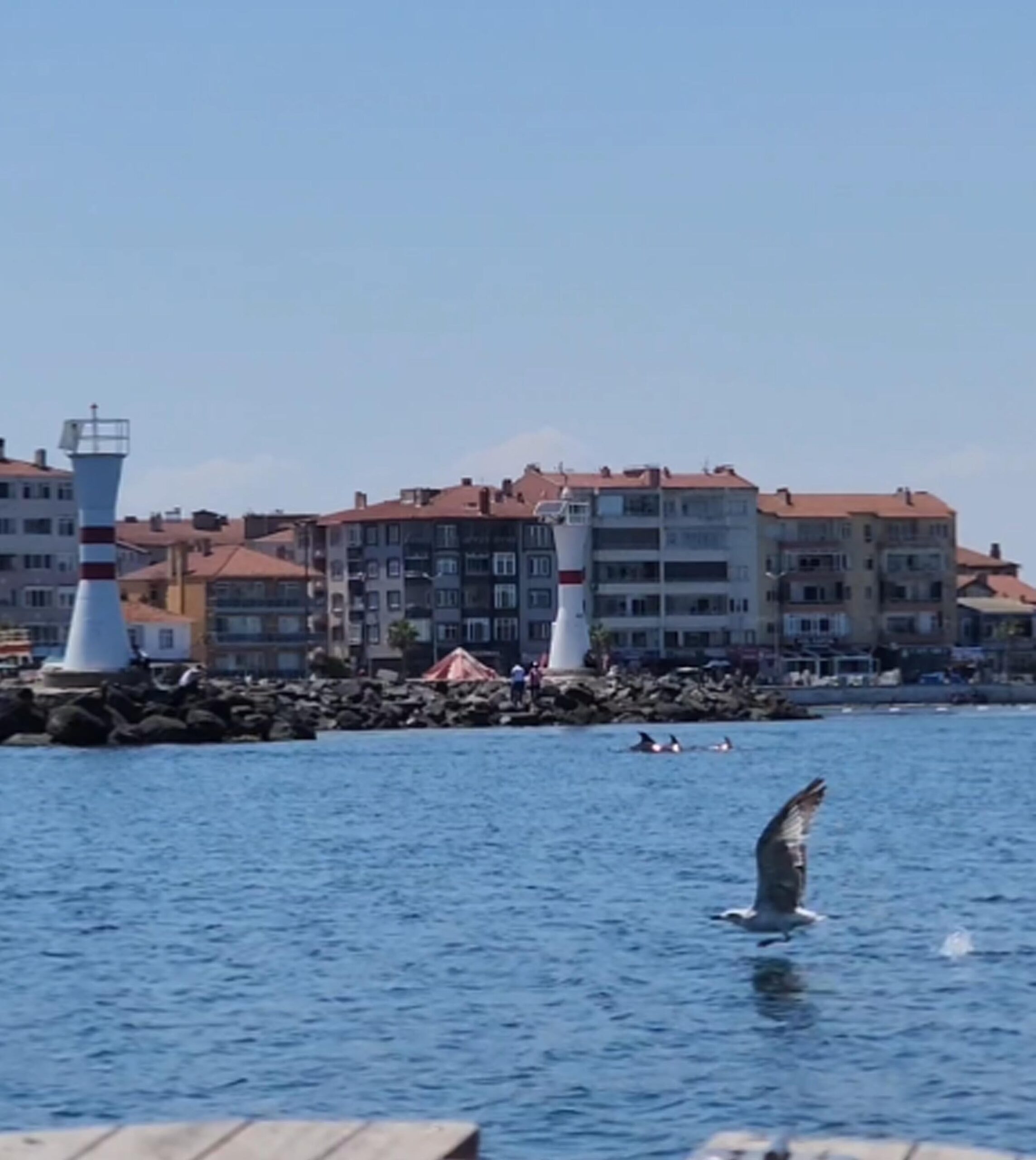Tekirdağ açıklarında yunuslar görüntülendi Tekirdağ açıklarında yunuslar görüntülendi