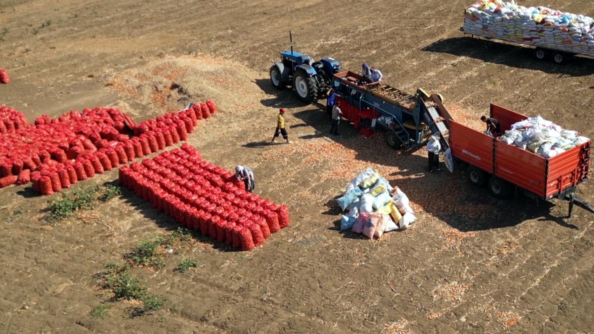 Coğrafi işaretli Tekirdağ soğanında hasat başladı Coğrafi işaretli Tekirdağ soğanında hasat başladı