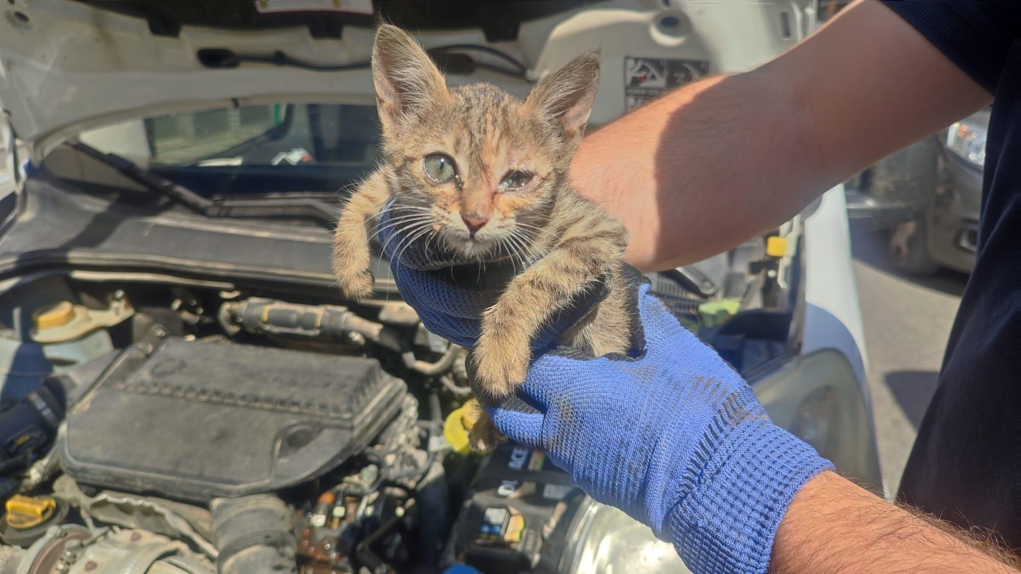 Edirne’de otomobilin motoruna giren yavru kedi kurtarıldı Edirne’de otomobilin motoruna giren yavru kedi kurtarıldı